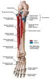 Anatomie: heup,bovenbeen,knie,onderbeen,enkel,voet,acetabulum,collum femoris,trachanter,femur,epicondyl,meniscus,kruisband,cruciate ligament,patella,knieschijf,tibia,fibula,malleolus,talus,calcaneus,tarsus,metatarsus,phalanx,falanx,quadriceps femoris,rectus femoris,sartorius,tensor fasciae latae,tractus iliotibialis,biceps femoris,gastrocnemius,semimembranosus,semitendinosus,soleus,suralis,vena saphena parva,vena saphena magna,sciatic,ischiadicus,peronea